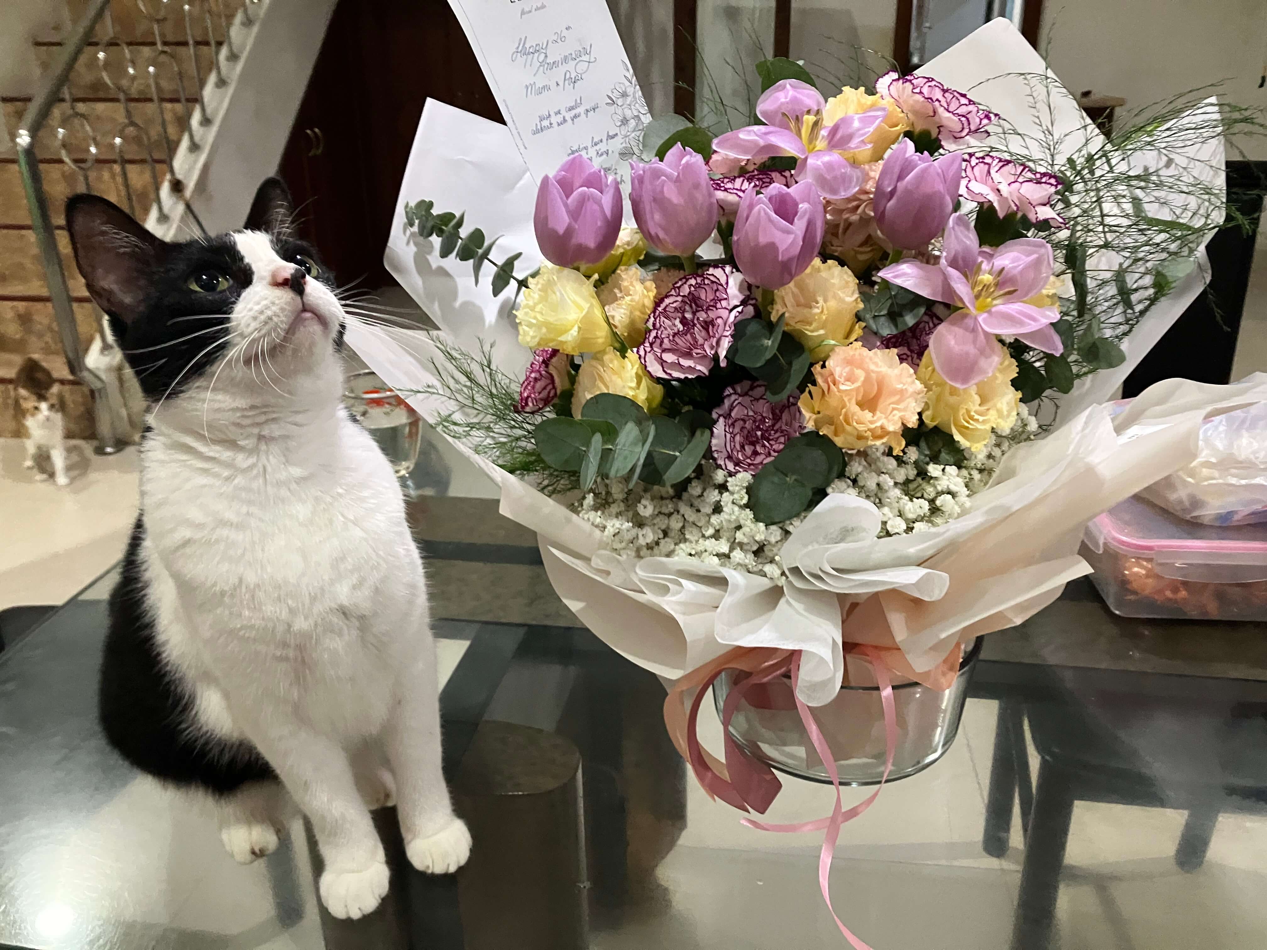 Molly - The Mother Cat